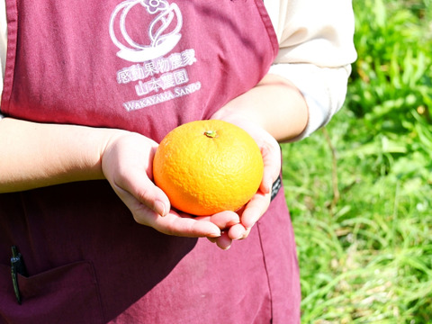 ２月中旬～３月中旬発送【八朔】つぶつぶさわやか！和歌山産 約4.5kg15個前後