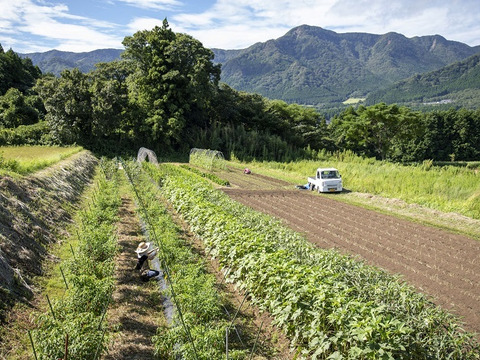 ちょい辛ペーニョ2本セット【エスニック×プレミアム】