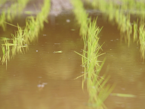 高アミロース・低GI米！豊受白米5㎏【2025年産】