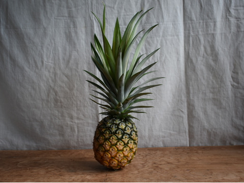 【有機JAS認証】話題の新品種！ ホワイトココ　約３kg(３～５玉)