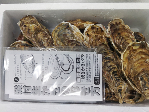 【水産庁補助事業 送料無料】🦪 生食用２ｋｇ 殻付き 牡蠣 （14〜30粒）牡蛎 殻付き牡蛎 kaki カキ 松島牡蠣屋 BBQに最適！🔥 海産物 オイスター oyster 生牡蠣 A