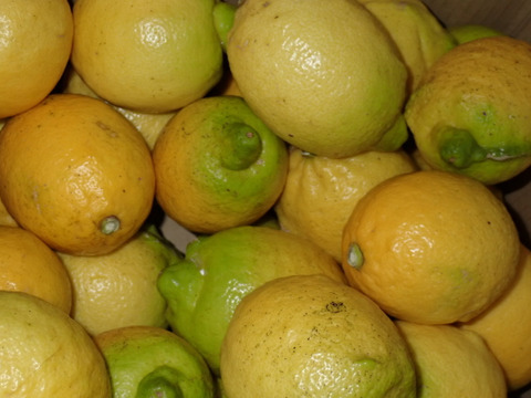 自然農レモン(9kg)　64年以上農薬肥料不使用の畑で栽培　因島産 風袋込み10キロ以内、瀬戸内レモン　サルベストロールたっぷりレモン