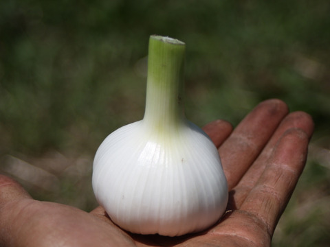 有機の土でじっくり育ったこだわりの　ニンニク　１ｋｇ