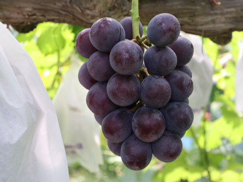 岡山県新見市産　標高が高い畑で作った！大粒！味が濃い！果汁たっぶり！ニューピオーネ　３～４房（1.8kg以上）×2箱