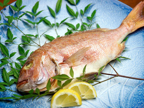 【お祝い、お食い初めに】しっとりジューシー 丸ごと一匹蒸し焼き鯛(500g)