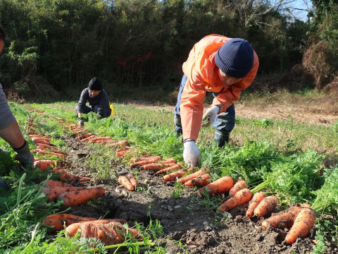 栄養価コンテスト人参部門４冠達成！掘りたて人参3kg 化学合成農薬・化学肥料・除草剤不使用！子どももパクパク