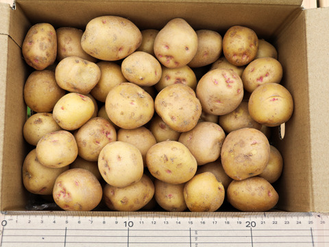 Mサイズ【キタアカリ】3kg/箱　(M=70～120g/粒）