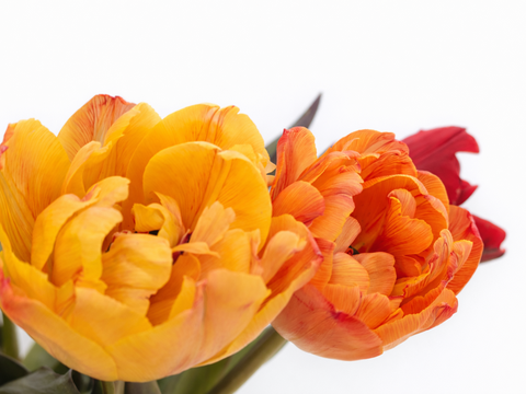 フラワーバレンタイン！　チョコレートチューリップ　（染チューリップ）　2月13日（金）発送　3～4 品種　10本　　※北海道・沖縄発送不可※