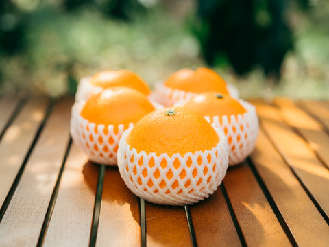 福袋】大人気2品種 段畑セット「みかん2.6キロ」＋「まどんな600g