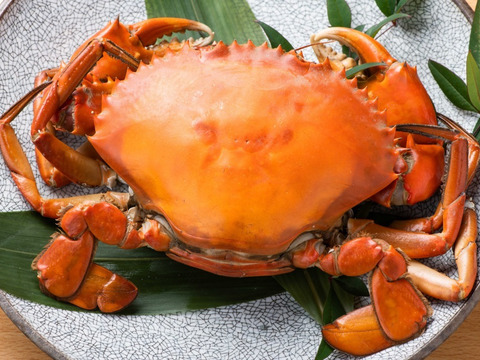 【謹製】ノコギリガザミ/ドウマンガニ/エガニ/800～900ｇ【オス】【秋は旨味抜群】【吟醸蒸し】【冷蔵】【特特大】