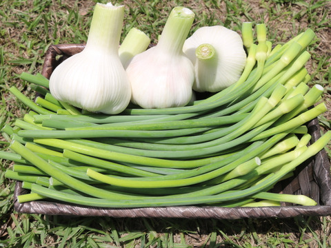 【季節限定】くわはら農園の生にんにく(嘉定種)中玉(Lサイズ直径6-7cm)500g(5-6個)とにんにくの芽500g