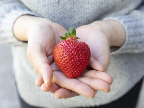 千年いちごあまおう スーパープレミアム（贈答用）