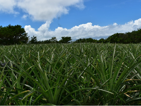【有機JAS認証】太陽の恵みいっぱい！スイーツパイン。サンドルチェ　約３kg（３～５玉）