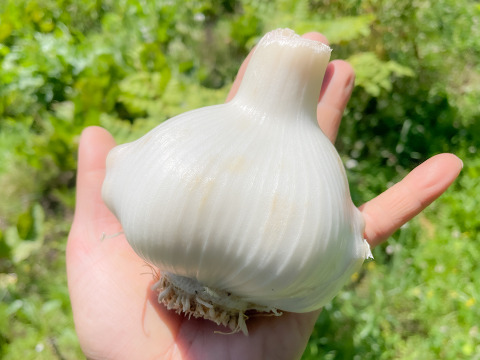 【スタミナ満点！】宮城県産 ジャンボにんにく約1kg  ※栽培期間中農薬不使用