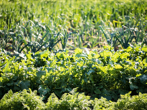 【福袋】
季節の旬の野菜セット(5品種〜7品種ほど) 農家のレシピ& 福袋限定　ハーブ付き