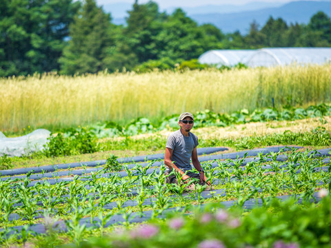 【八ヶ岳の麓で育てた季節の彩り野菜セット］農薬、化学肥料不使用　Mサイズ