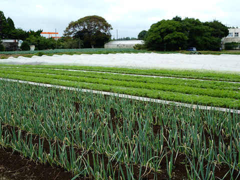 甘くて美味しい♪季節野菜の6-7品セット