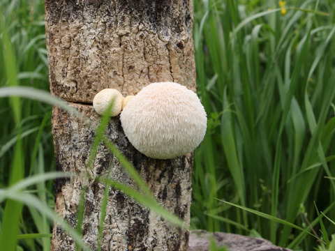 中華4大珍味　原木ヤマブシタケ