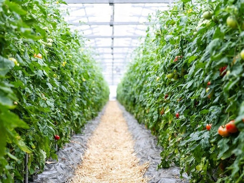 トマト、ミニトマトセット　Iキロ