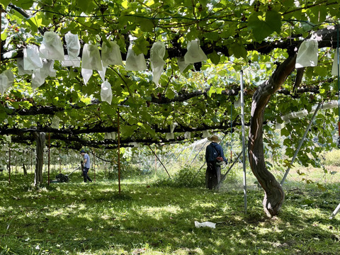 中粒ブドウ食べ比べ【ナイアガラ×レッドナイアガラ】２kg [NgRnW]