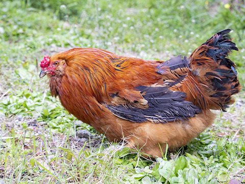 那須ブランド平飼い卵(アローカナ有精卵) -蒼乃雫-〈結・贈答用〉20個