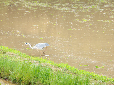 肉にも野菜にも相性抜群！うま味たっぷり！【令和7年度産】滋賀県産きぬむすめ白米5kg