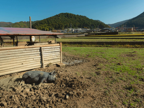 【保存料・発色剤など無添加】人気のハム・ベーコン食べ比べセット！