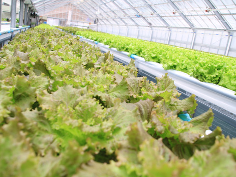 シャキシャキ食感が止まらない！リーフレタス3種の盛り合わせセット☆1キロ☆