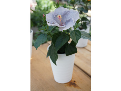 ハイビスカス　ロングライフシリーズ　ケイト　超大苗　4年目苗 ハイビスカス（ニューロングライフ）：ケイト4号鉢植え の通販