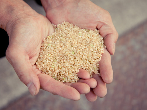 《予約》 滝本米 プレミアム 玄米 5kg×2袋 農薬不使用 玄米 化学肥料不使用 特別栽培米