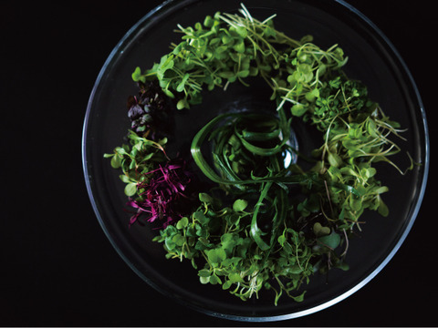 【レッドキャベツ(紫キャベツ)】マイクログリーン(7ｇ)成熟野菜の約5倍の栄養価！