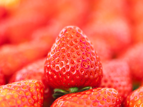 ✨️🏆[食べチョク選手権 参加]🍓✨️「古都華＆奈乃華2パック入り」【ギフト対応可】