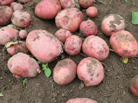 ホクホクした食感と栗のような甘み・アンデスレッド（合計5キロ）