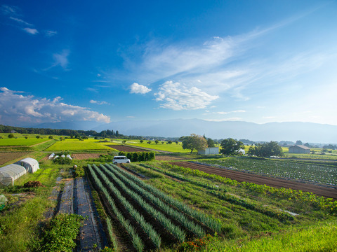 【八ヶ岳の麓で育てた季節の彩り野菜セット］農薬、化学肥料不使用　Mサイズ