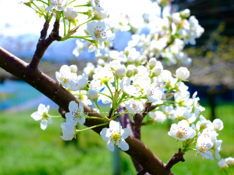 【あきづき】5kg　フルーティーな香りと上品な甘さ＊限定個数＊人気急上昇中！！高級品種　庄内甘熟梨【ギフト】【ご贈答】7~12玉　9月中旬頃〜発送