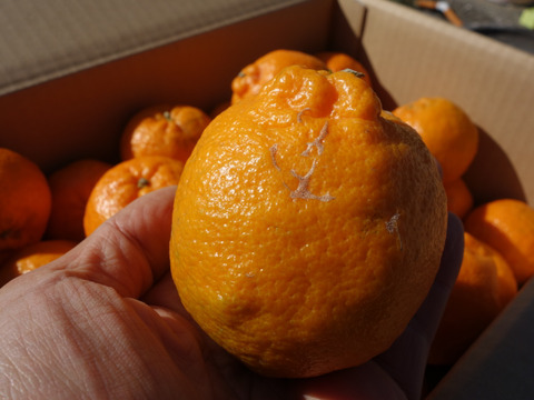 【甘いけど傷もの。訳あって家庭用】びわ屋のポンカン（千々ポンカン）5㎏でお届け