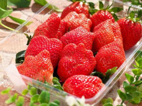 【12月先行予約】【お正月の家族の集まりに】【2年連続品評会入賞🍓】やよいひめこだわりの栽培で味が濃すぎるいちご 500g