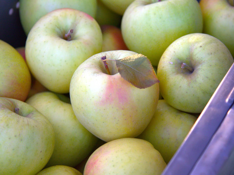 【先行予約・11月上旬収穫】ぐんま名月 幻と呼ばれた黄色りんご 家庭用 2.5kg (6〜12玉)