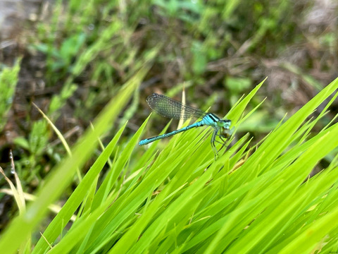 【2025年度産】［玄米］自然栽培ゆめみづほ5kg（富山県氷見産）
