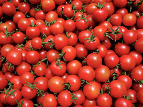 ジュワッと広がる旨み！寒暖差熟成"甲佐町産ミニトマト" (2kg)