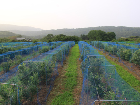 「冷凍」国際味覚審査機構において最優秀味覚賞“三ツ星”受賞　生食用　ジャンボサイズブルーベリー「ユーリカ」1袋（500ｇ）