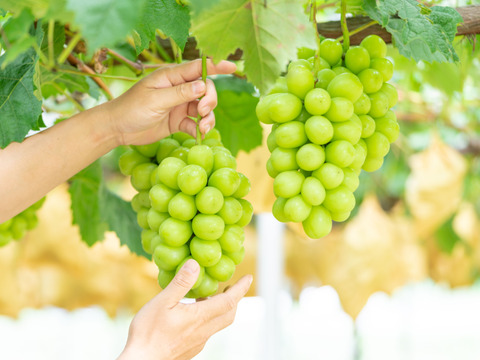 【ご家庭用】 岡山県産シャインマスカット 2房  予約販売！9月中旬より順次発送致します。