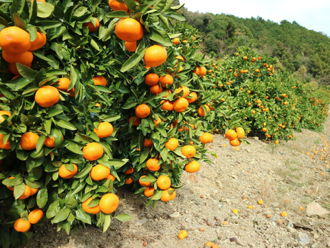 美味しさに、食べてびっくり「ミカンの瓶詰め」900ｇ×２本