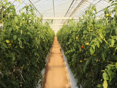 【ご褒美トマト】糖度8度以上フルーツトマト2Kg　｜高知県香南市産｜贈答品