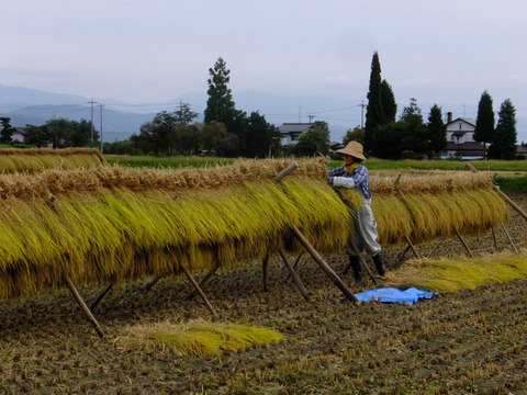 北アルプス山麓　自然栽培米　天日干し　朝日　白米3㎏