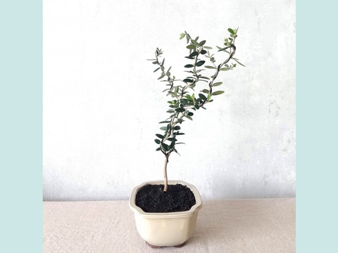【ギフトにも◎】種から育てた南アルプスのオリーブ盆栽（PS214）