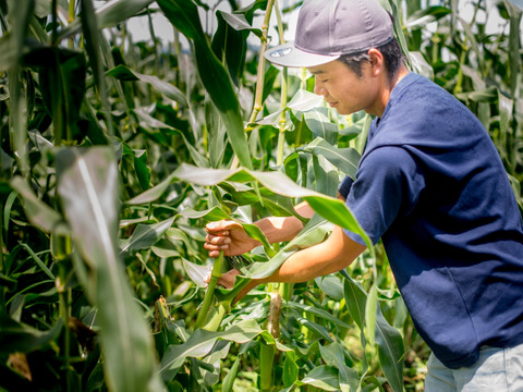 果樹農家がつくるスイートコーン「おおもの」家庭用3kg