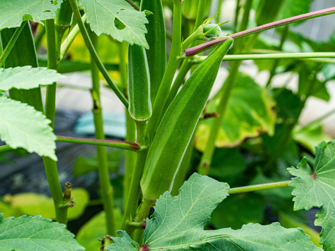 【冷蔵便】緑オクラと白オクラ ２種セット