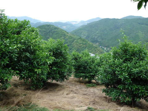 有機JAS 青ゆず３キロ -2025年産-