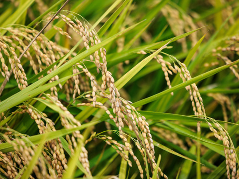 肉にも野菜にも相性抜群！うま味たっぷり！【令和7年度産】滋賀県産きぬむすめ白米5kg